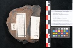 Foto (Objekt + Etikett) von Banksia novae zeelandiae Ettingshausen (NHMW-GEO-2024-0188-10269)